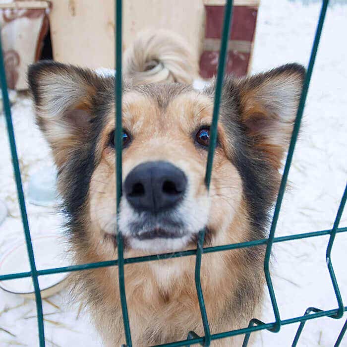 Sevimli Evcil Dostlarınız İçin Panel Çit Köpek Kafesleri Yapıyoruz