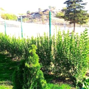 bahçe tel çit fiyatları gebze